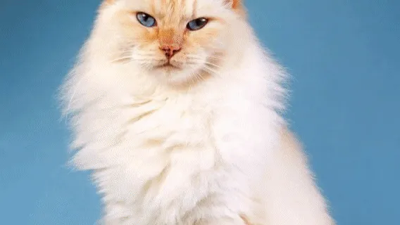 Paw Princess
