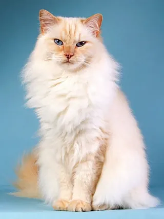 Pet Christmas Outfit